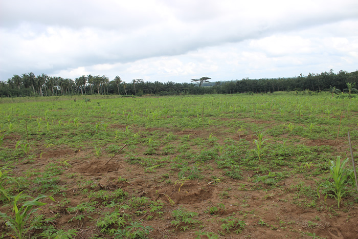 09/12/16   11me Confrence  Economique Africaine : lindustrialisation de lagriculture le dfis  relever